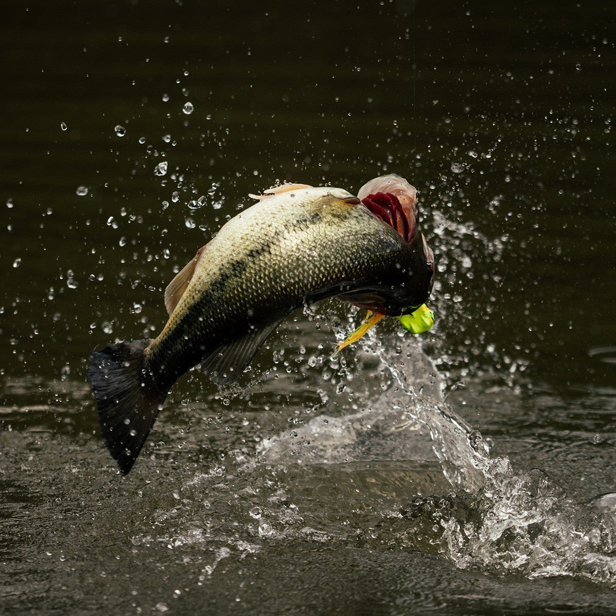 Megabass GABARIN Topwater Frog 2026 JDM Bass Lure