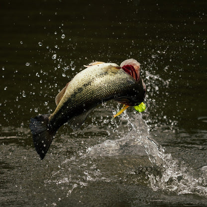 Megabass GABARIN Topwater Frog 2026 JDM Bass Lure